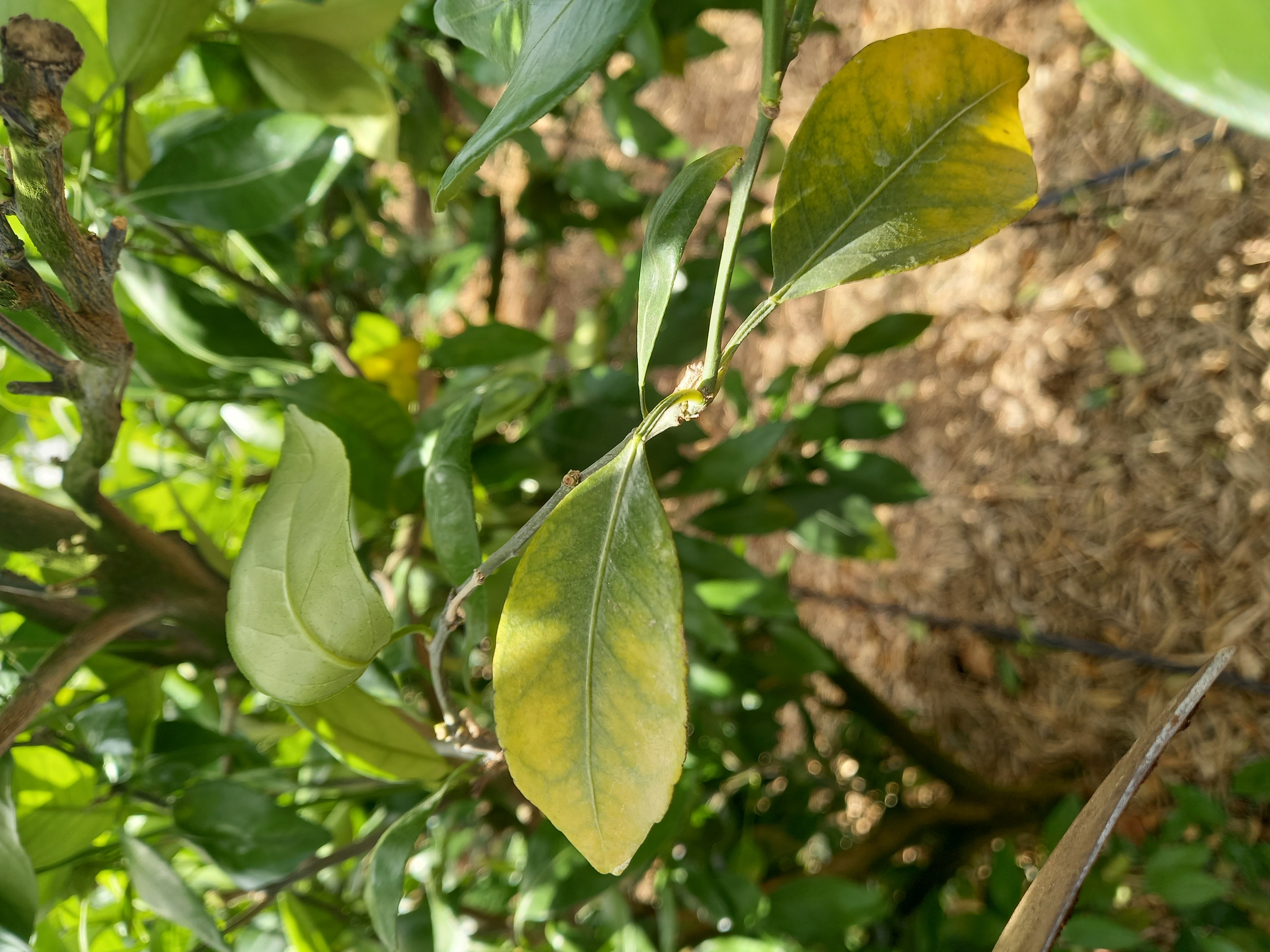 레드향 잎이 노랗게되는 원인이 뭔지 야고싶습니다.