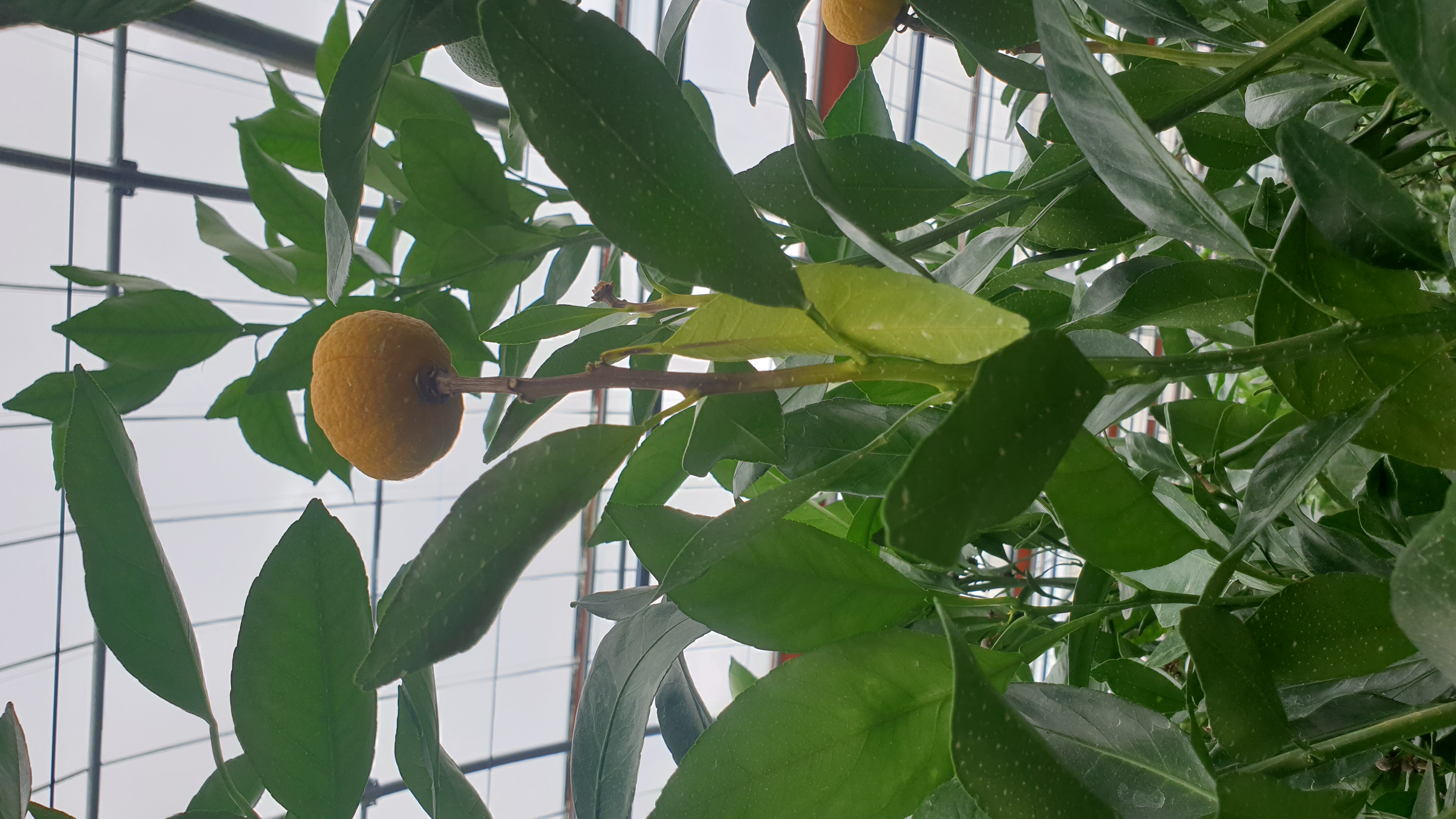 레드향 낙과 과다