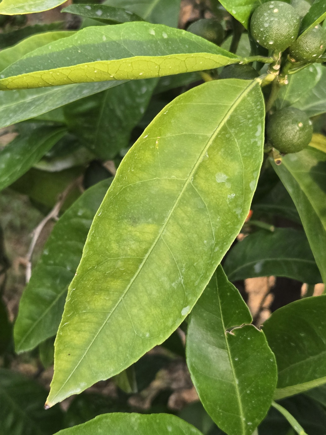 감귤 나무 상태