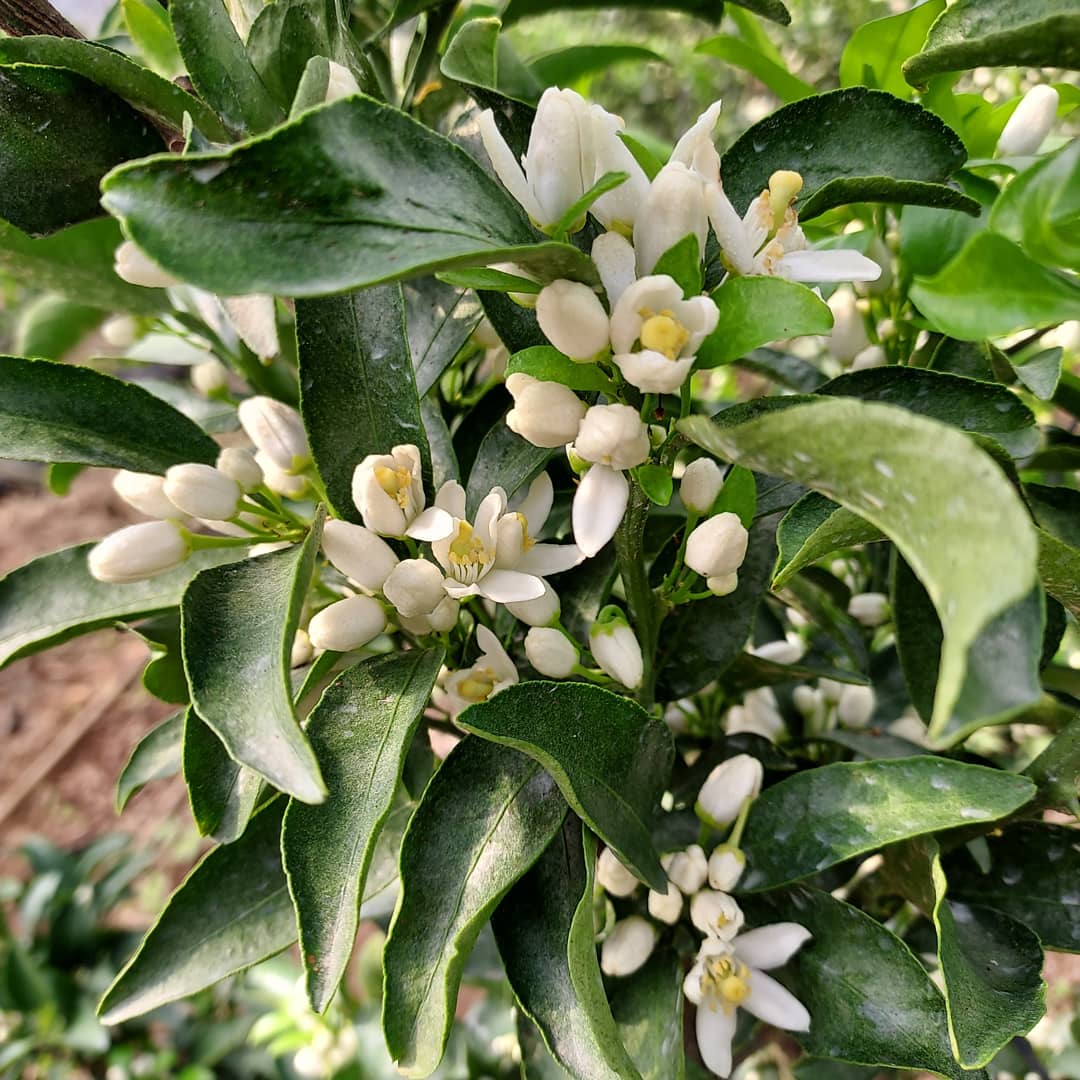 천혜향 재배 관련 질문드립니다.
