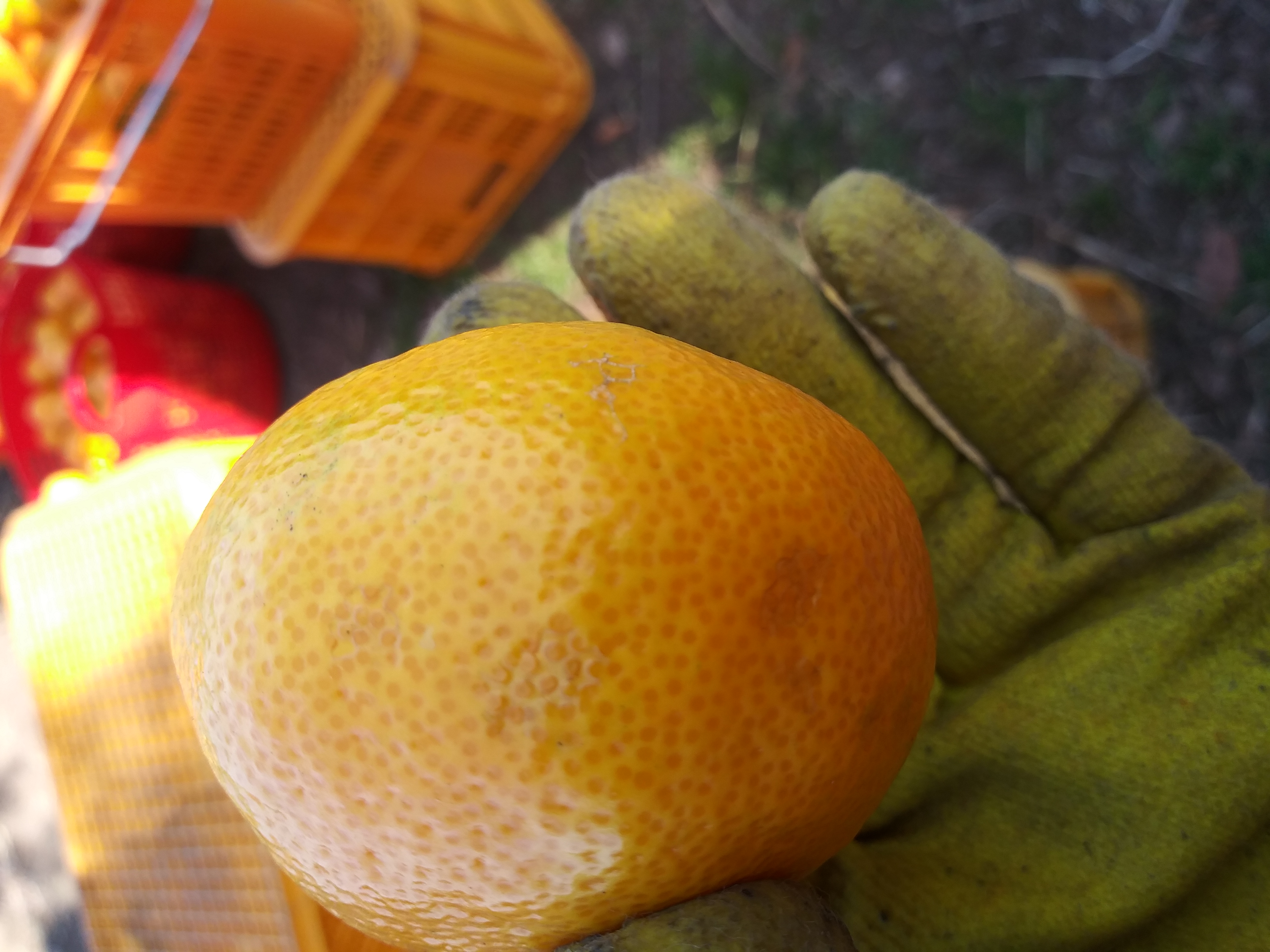 극조생표피이상