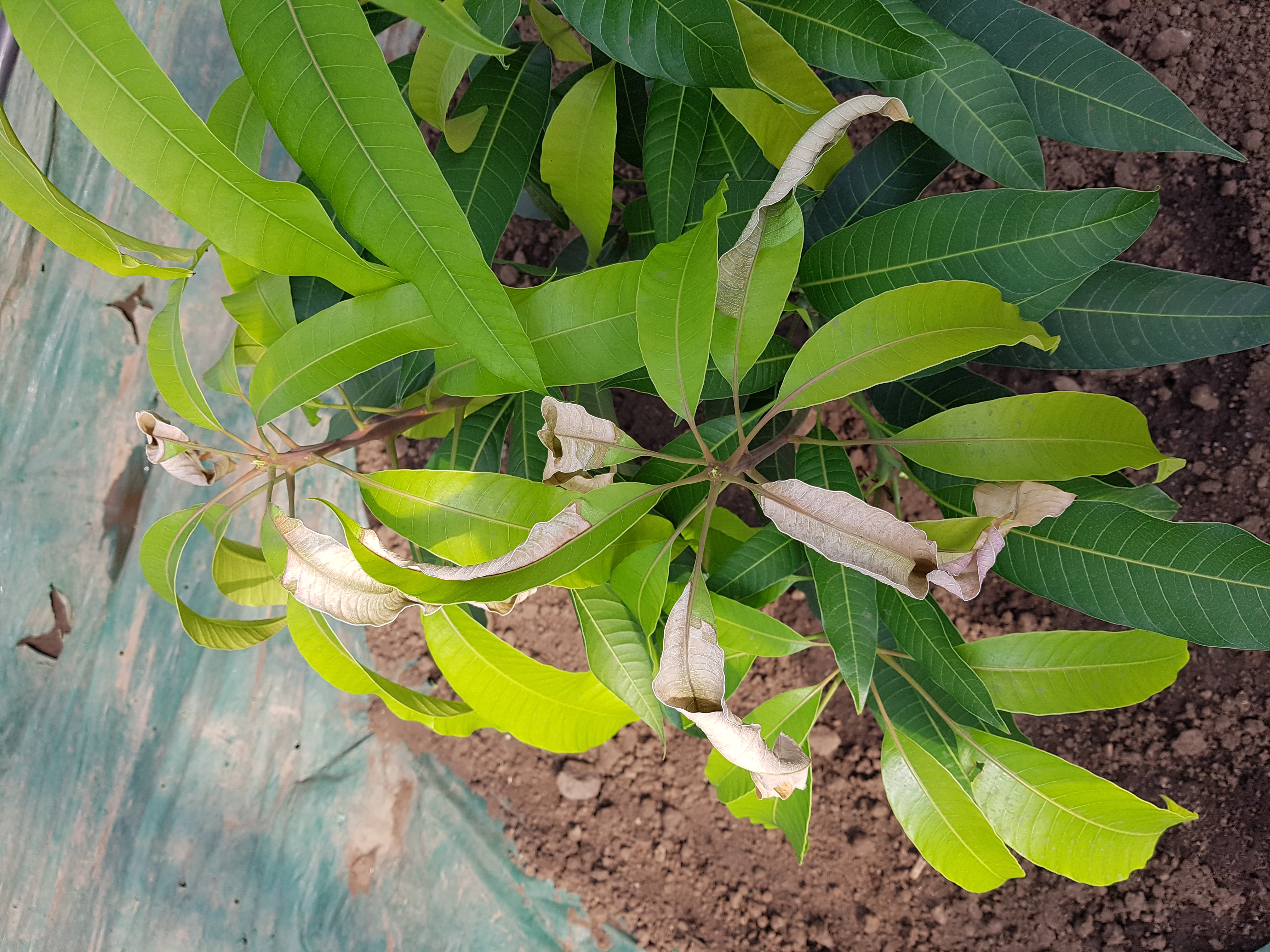 애플망고 잎이 하얗게 말랐습니다