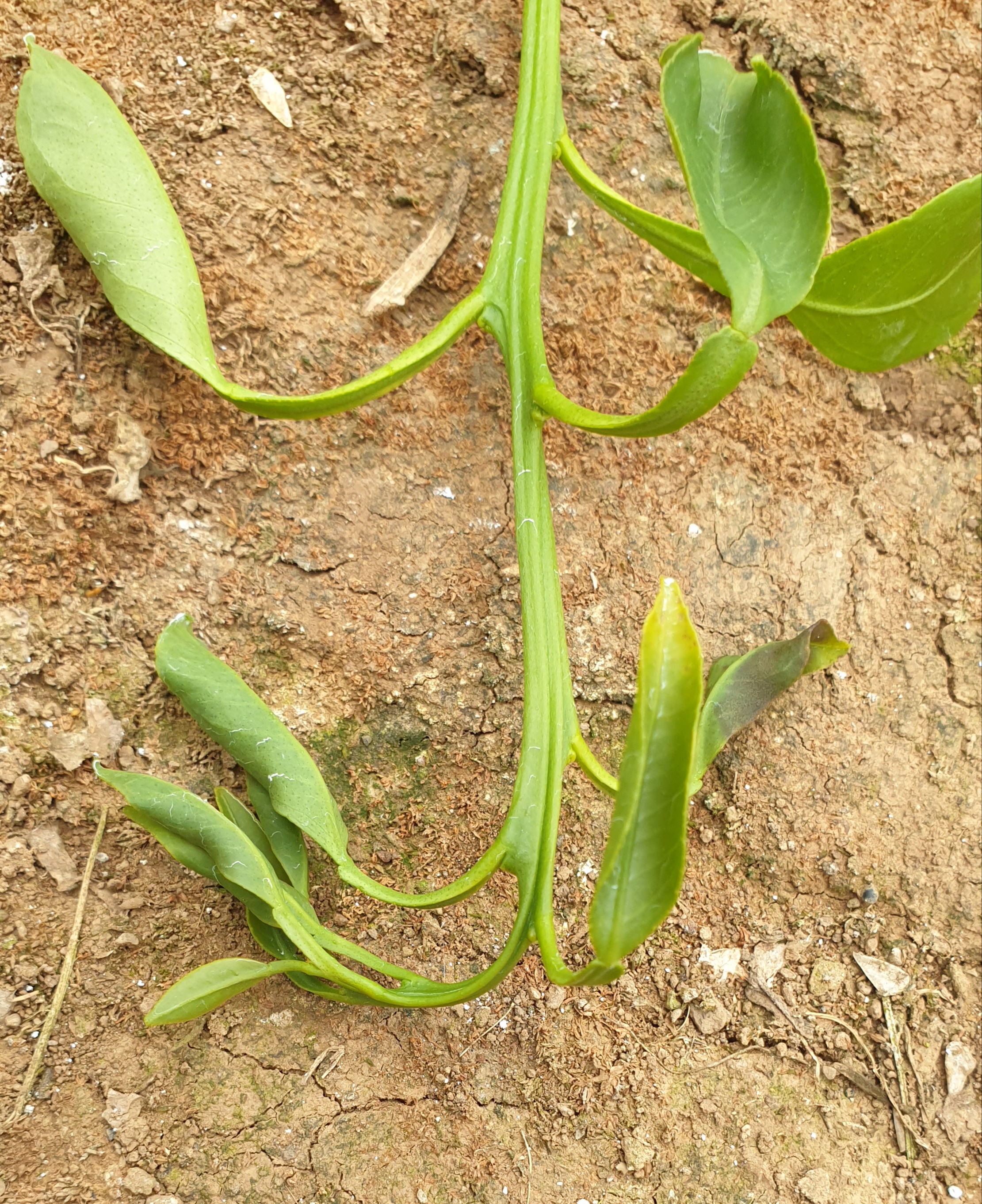 새순 고사 및 열매기형