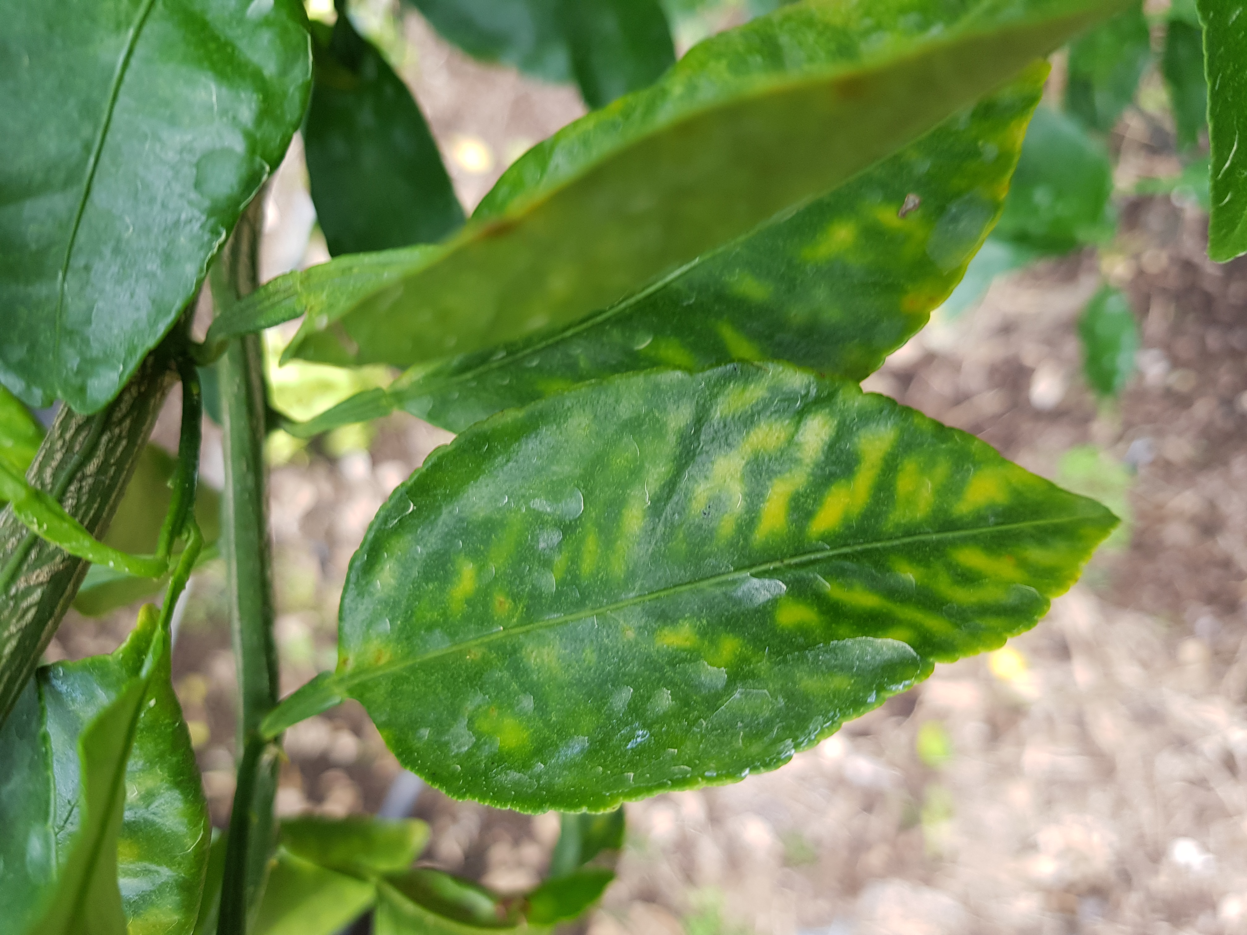 병해충문의입니다