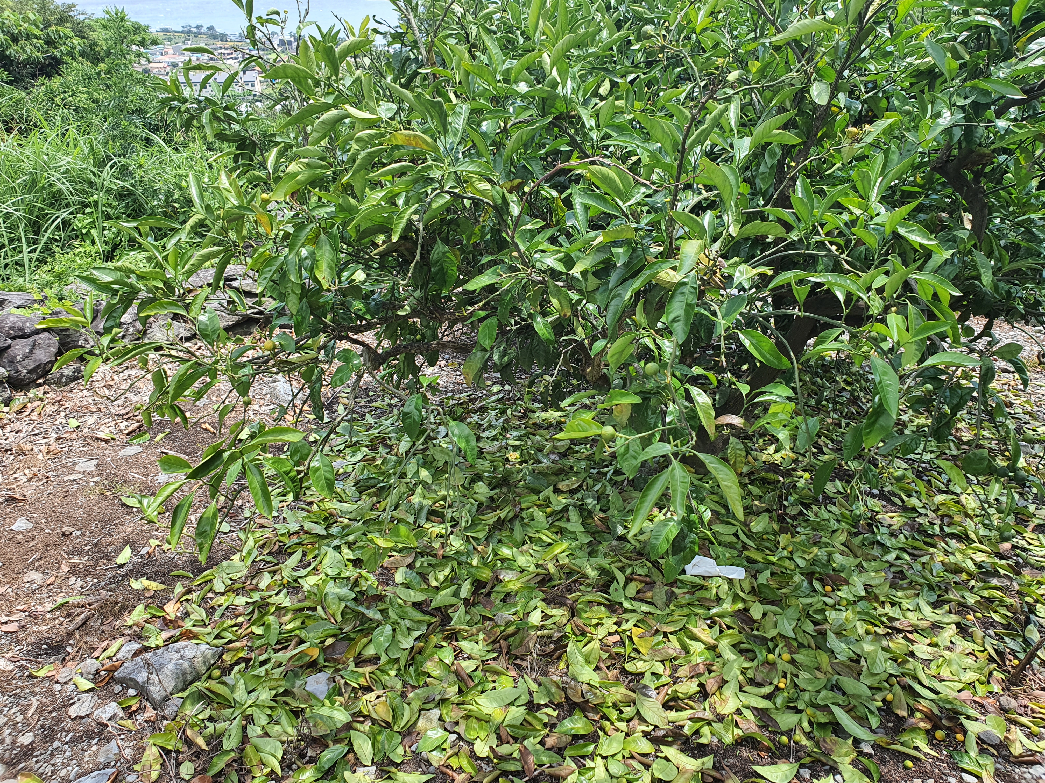 감귤잎이 떨어져요