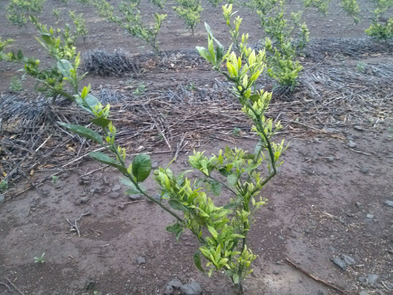 감귤묘목 새순 상태 불량