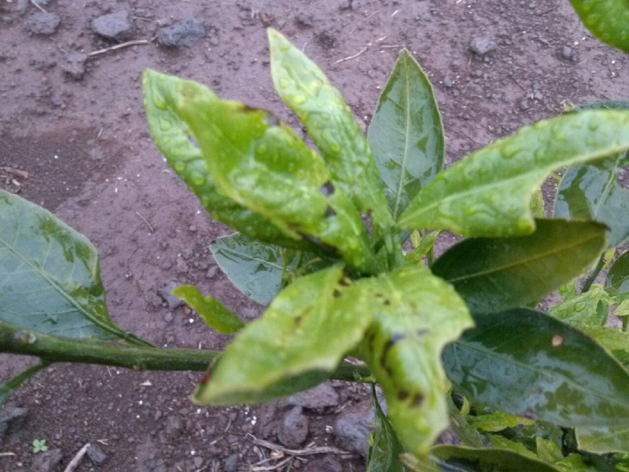 감귤묘목 새순 상태 불량