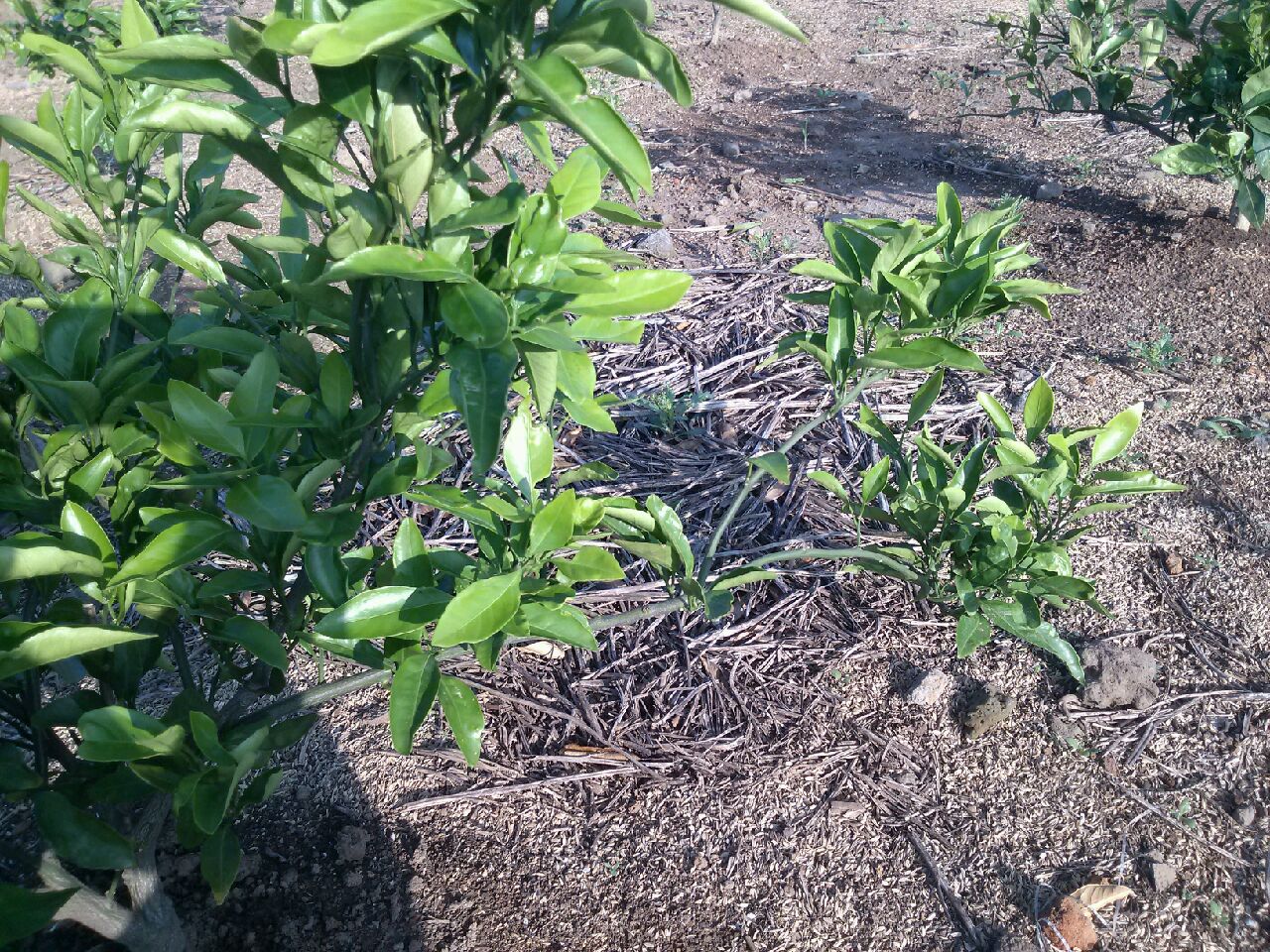 감귤 가지가 옆으로 눕는 현상