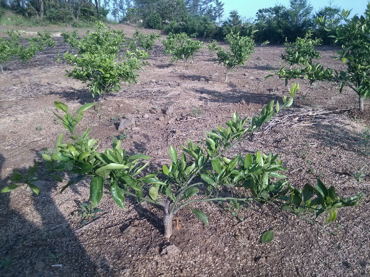 감귤 가지가 옆으로 눕는 현상