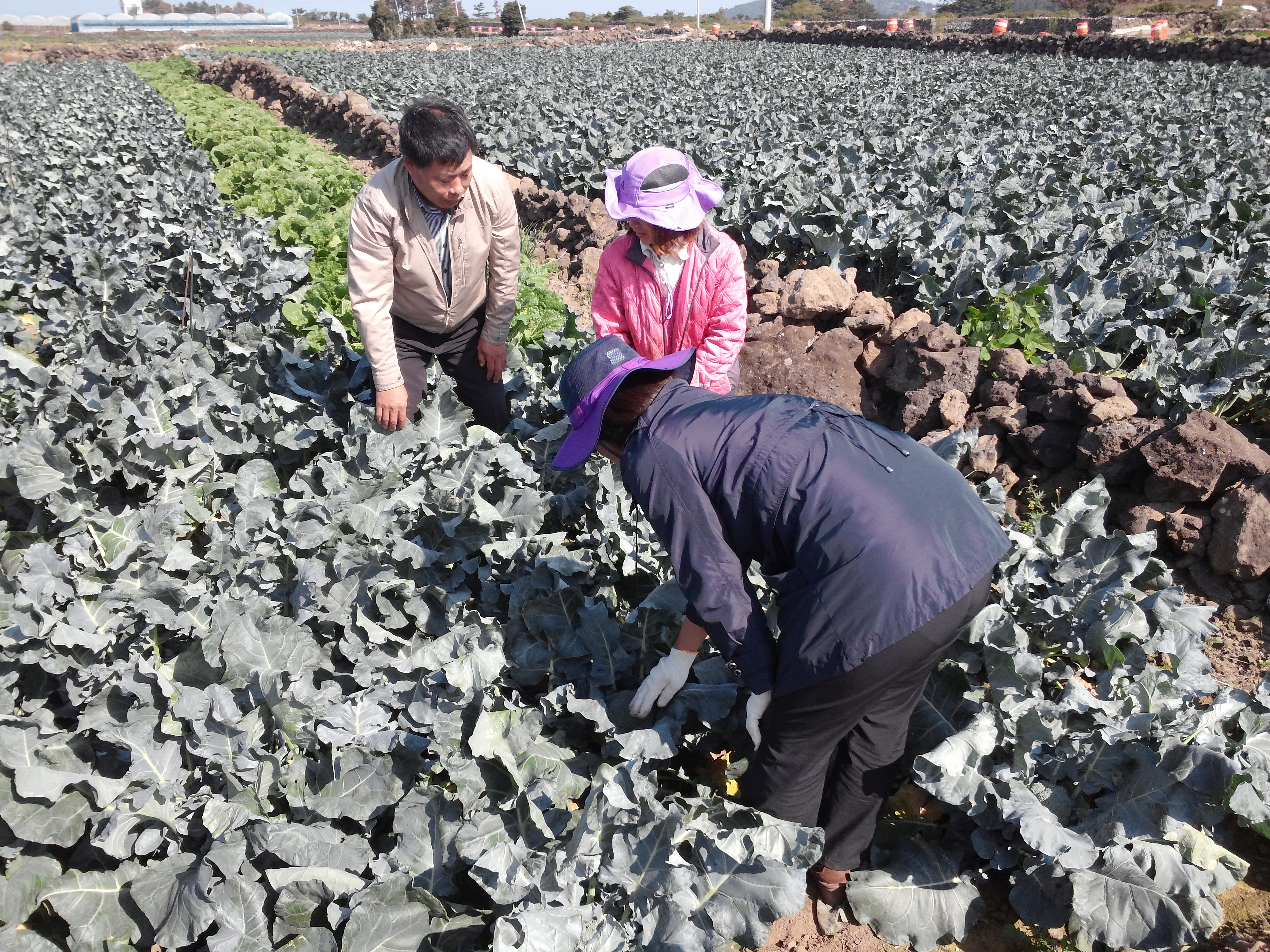 결혼이주여성의 재배기술능력 습득을 위한 멘토링 운영 촬영