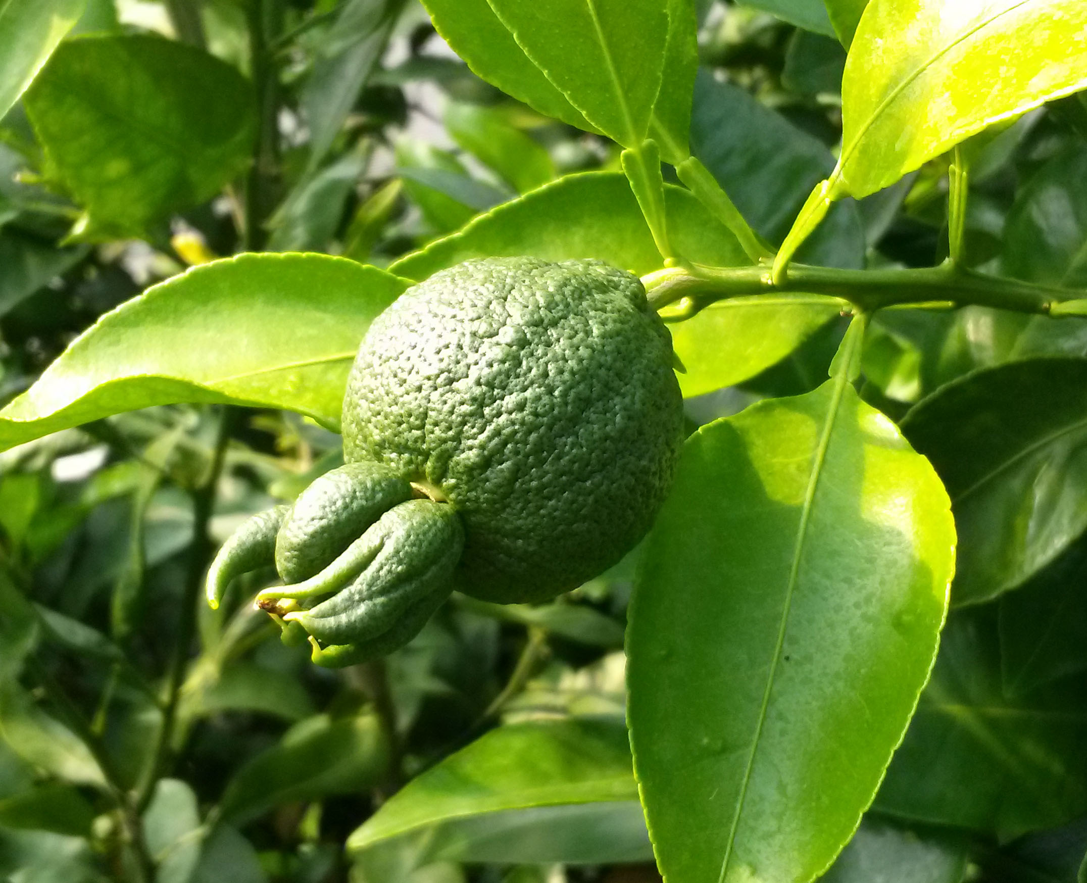 한라봉 열매 끝에 생긴 혹?