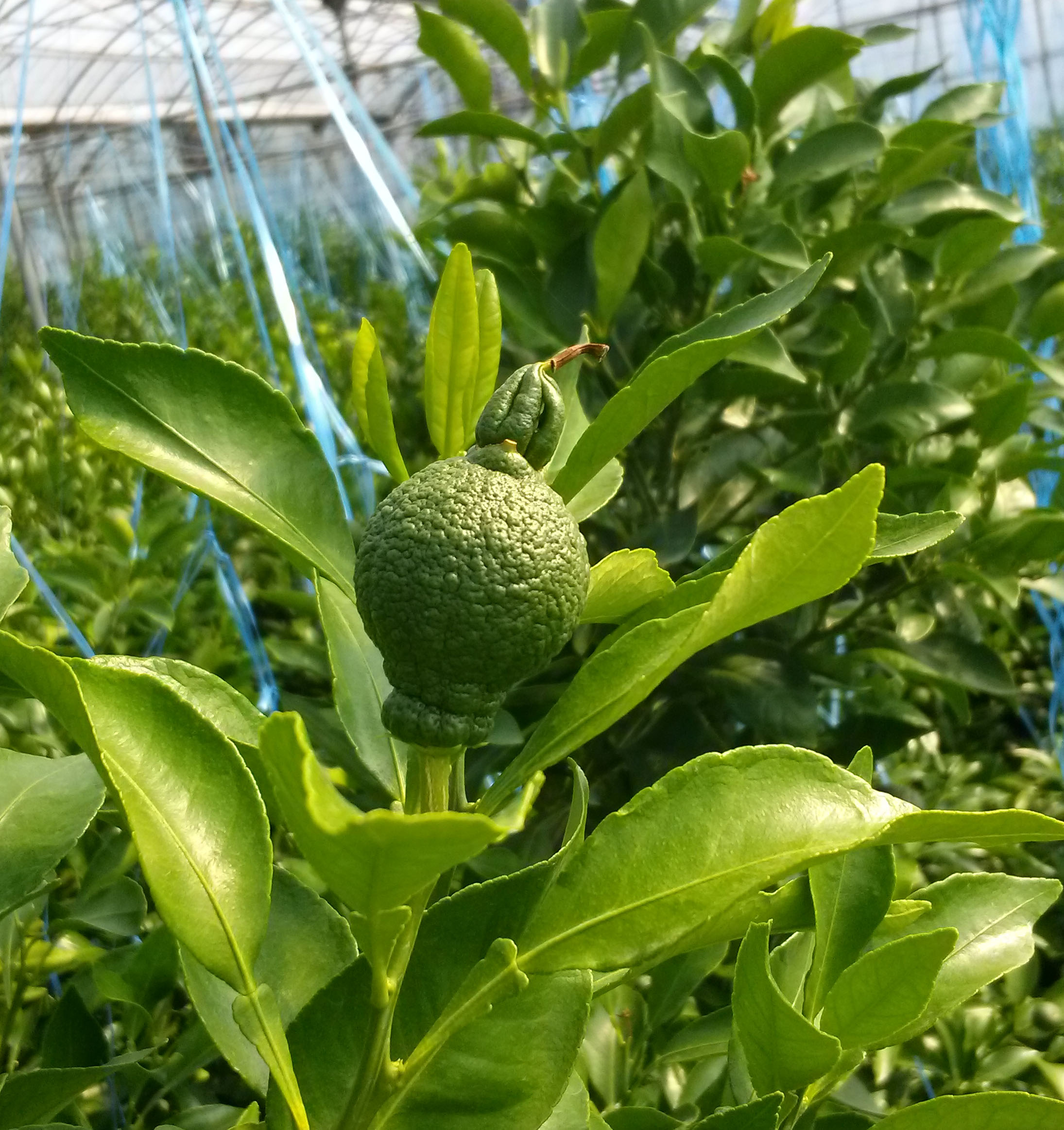 한라봉 열매 끝에 생긴 혹?