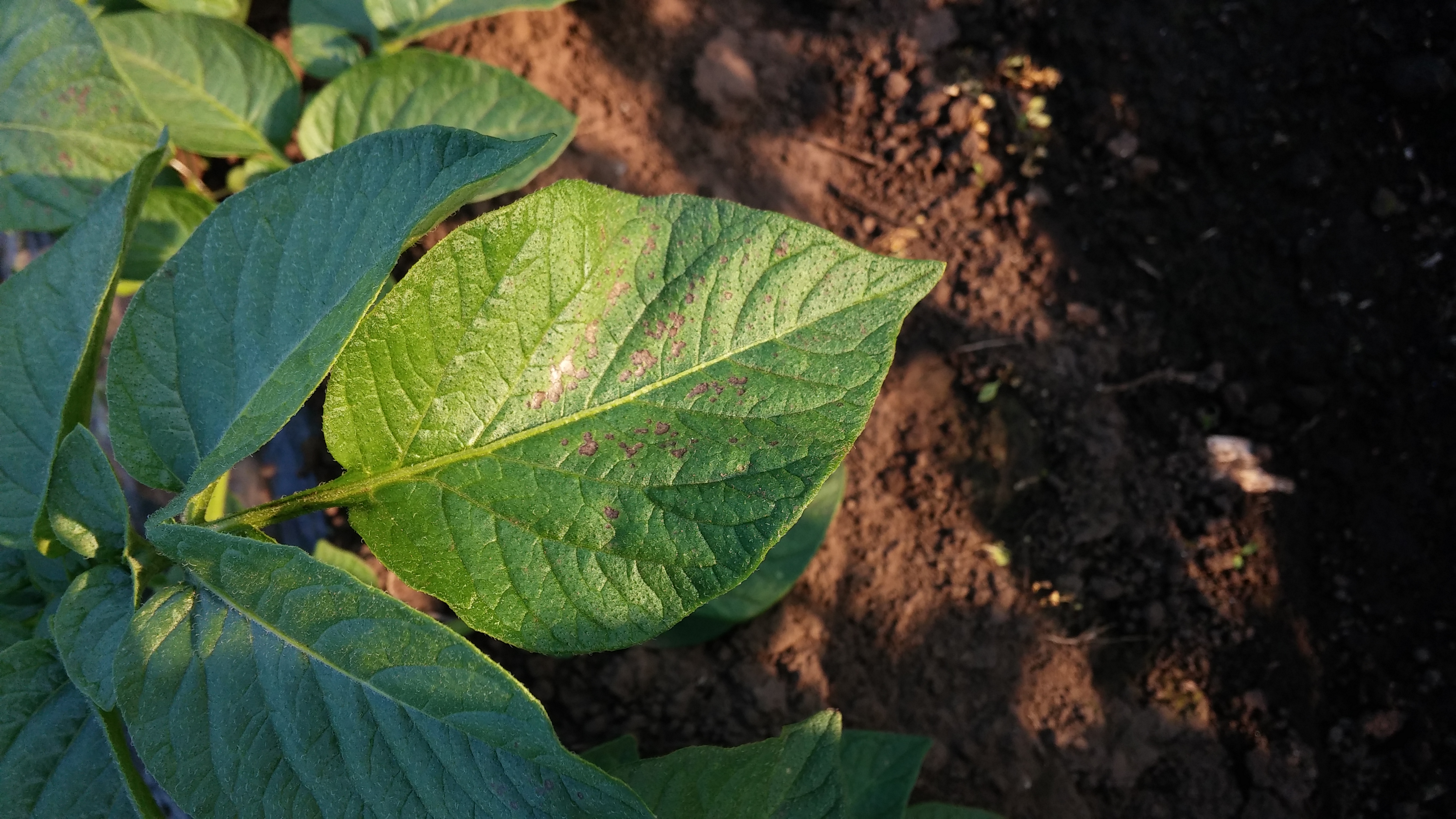 감자 역병인가요?