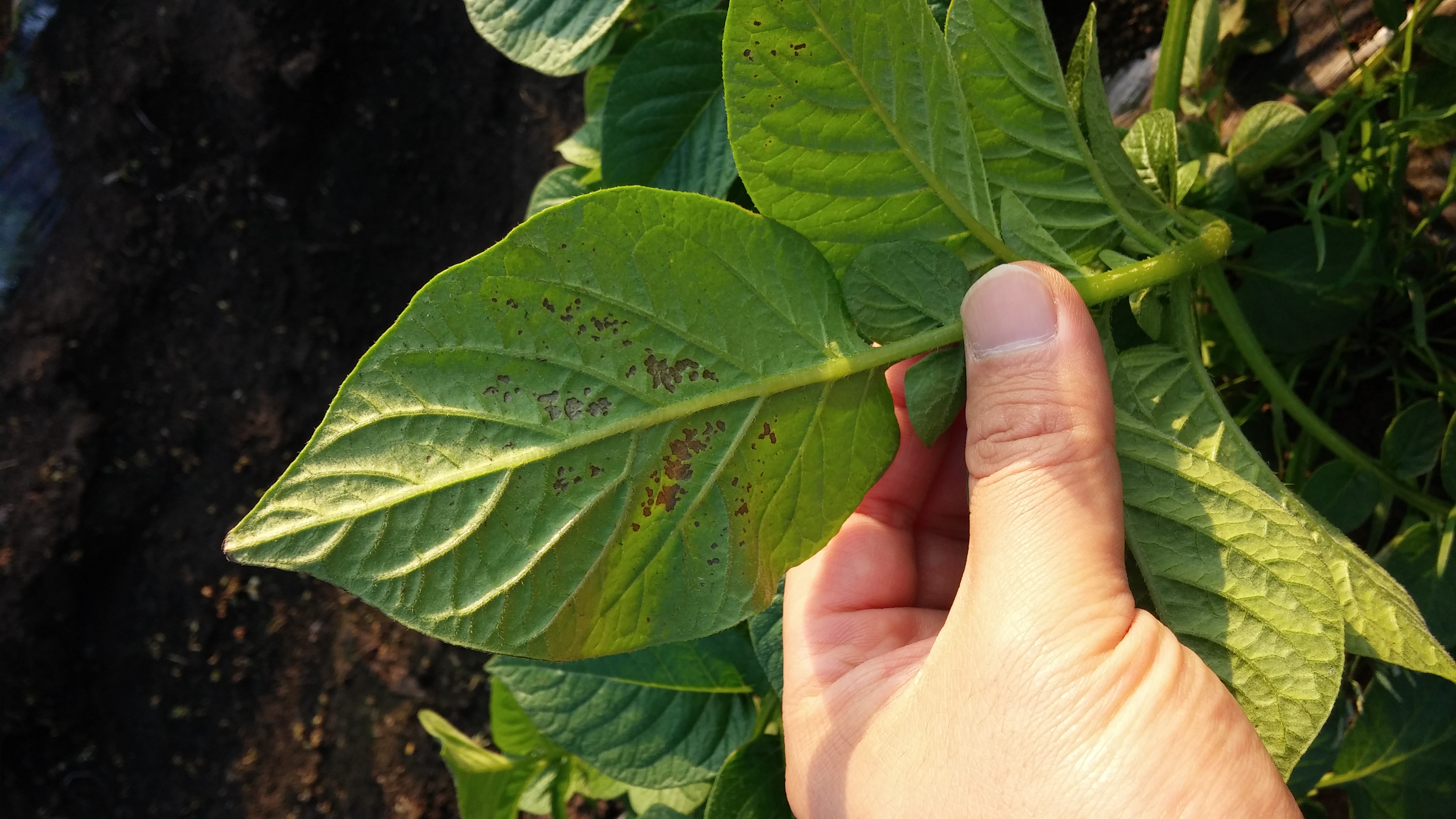 감자 역병인가요?