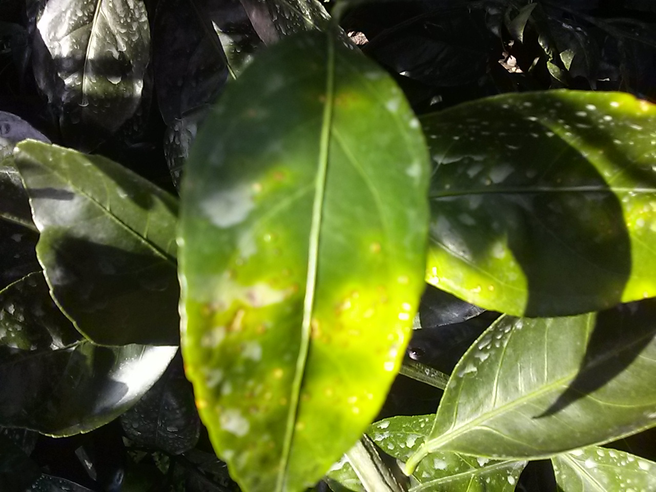 감귤과수잎 병진단 문의