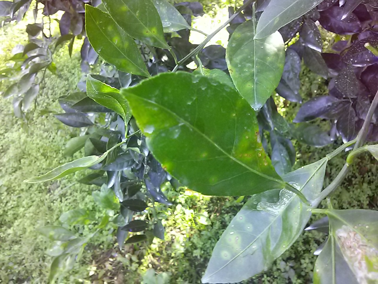 감귤과수잎 병진단 문의