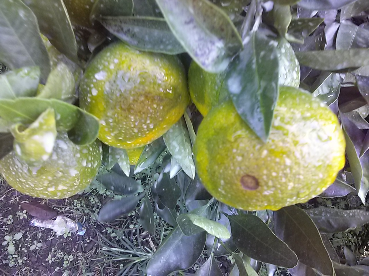 감귤과수잎 병진단 문의