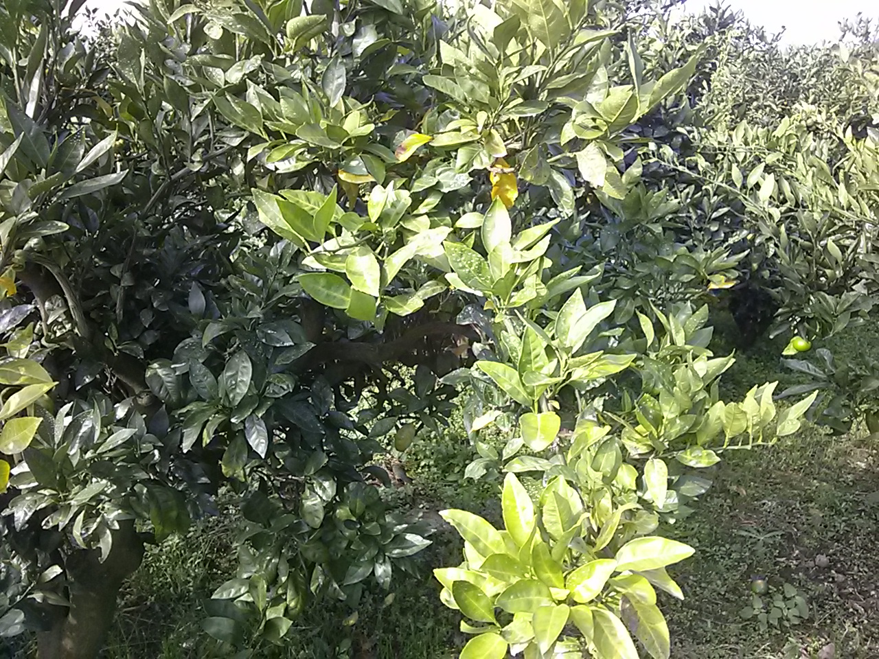 감귤과수잎 병진단 문의