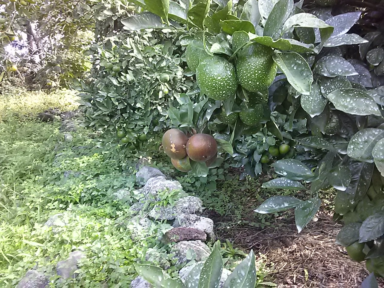 감귤과수잎 병진단 문의