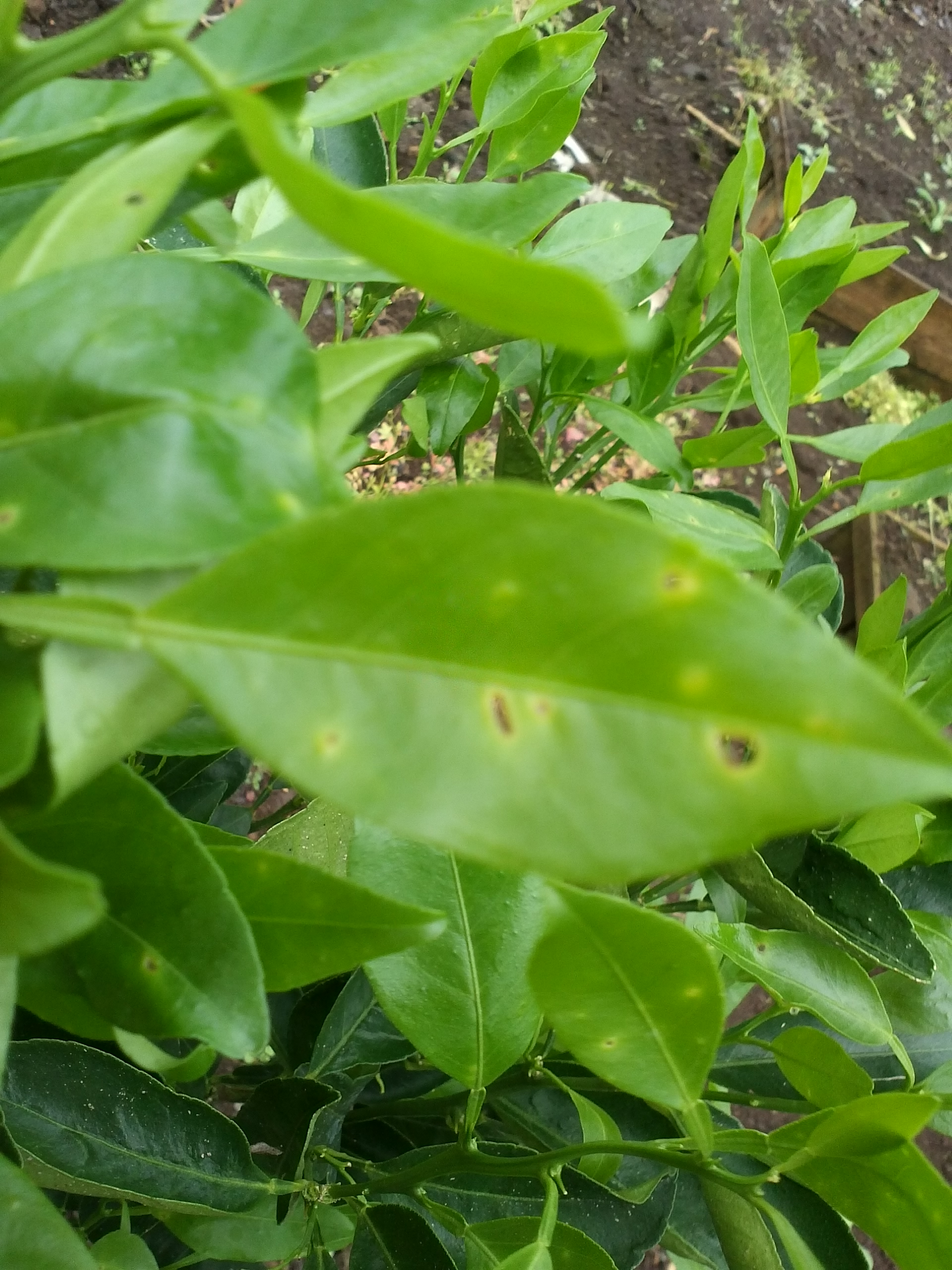 천혜향 병충해 문의