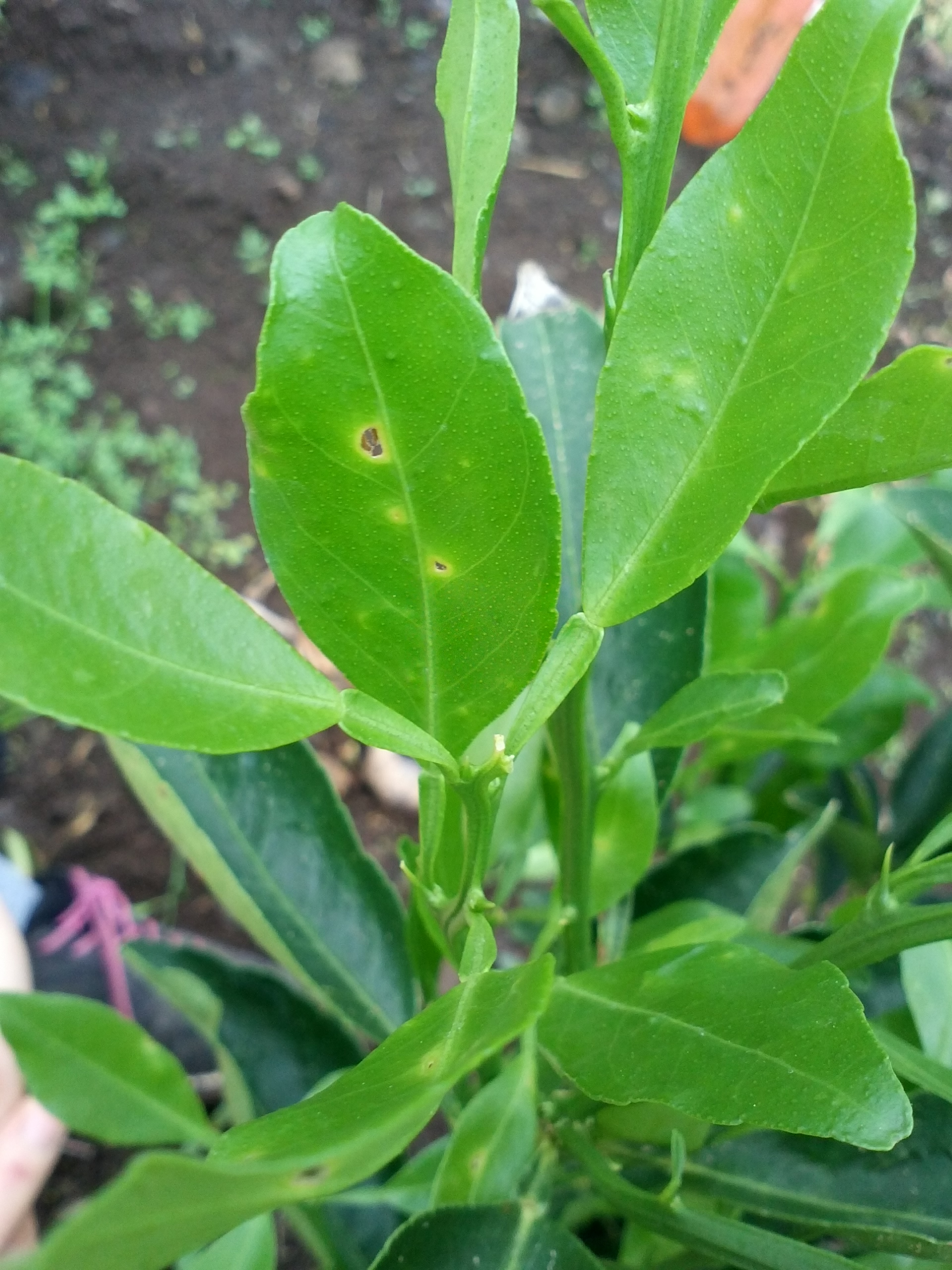천혜향 병충해 문의