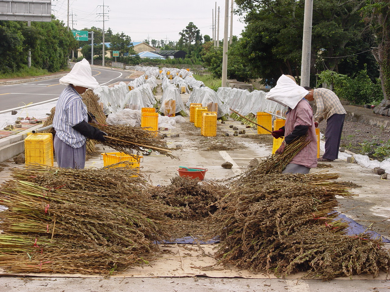 참깨수확!!