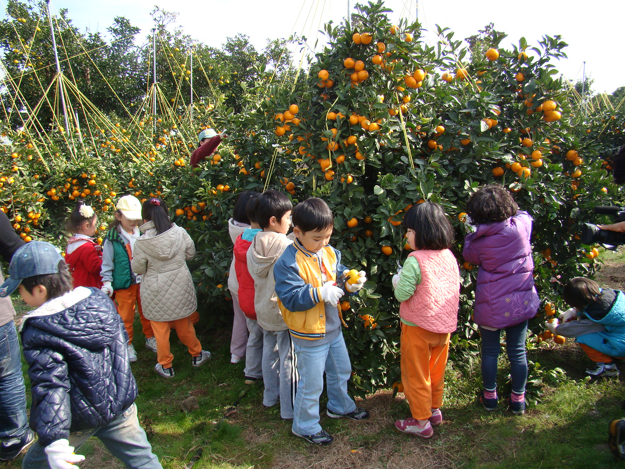 감귤따기 체험현장!!