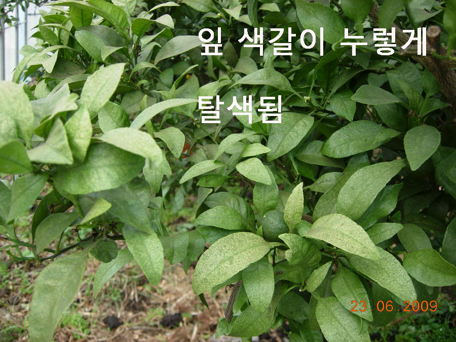 한라봉 잎 색갈이 변색되는데요...