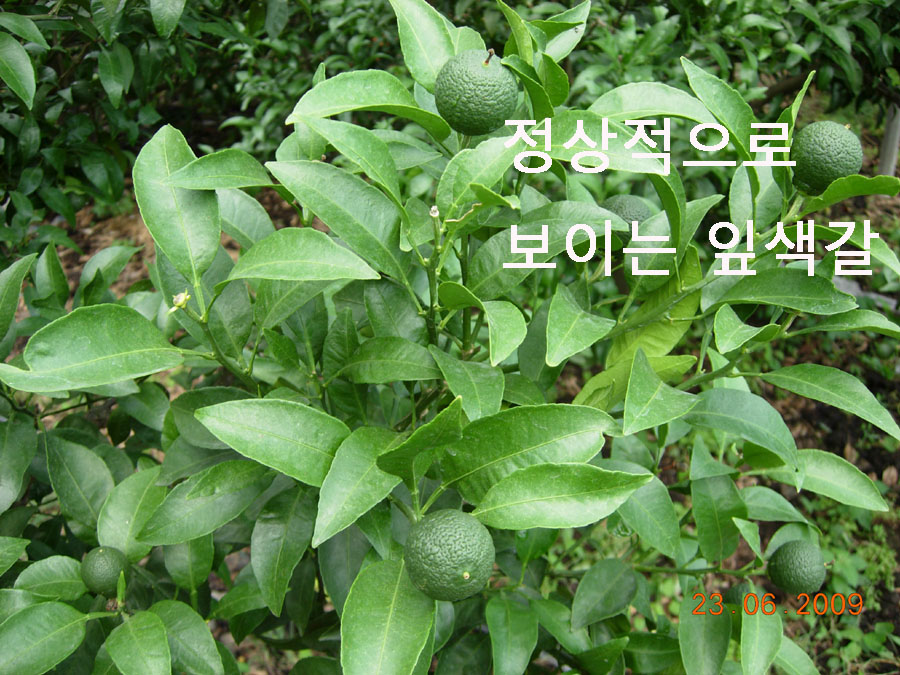 한라봉 잎 색갈이 변색되는데요...