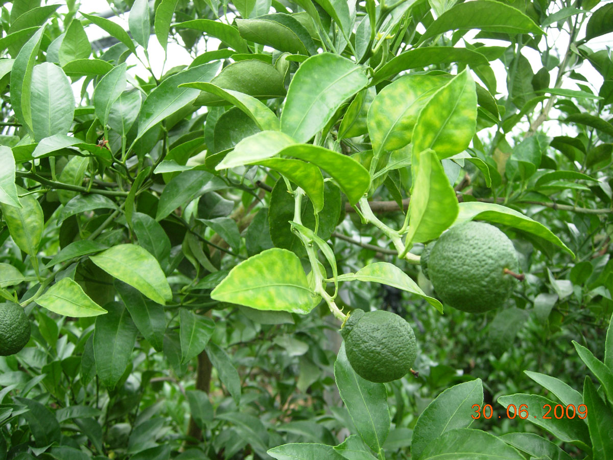 한라봉나뭇잎 색갈이..?