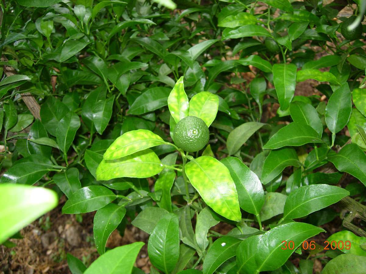 한라봉나뭇잎 색갈이..?