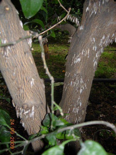 한라봉 나뭇그루아랫부분에...