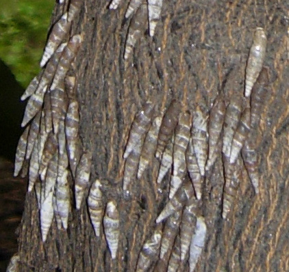 한라봉 나뭇그루아랫부분에...