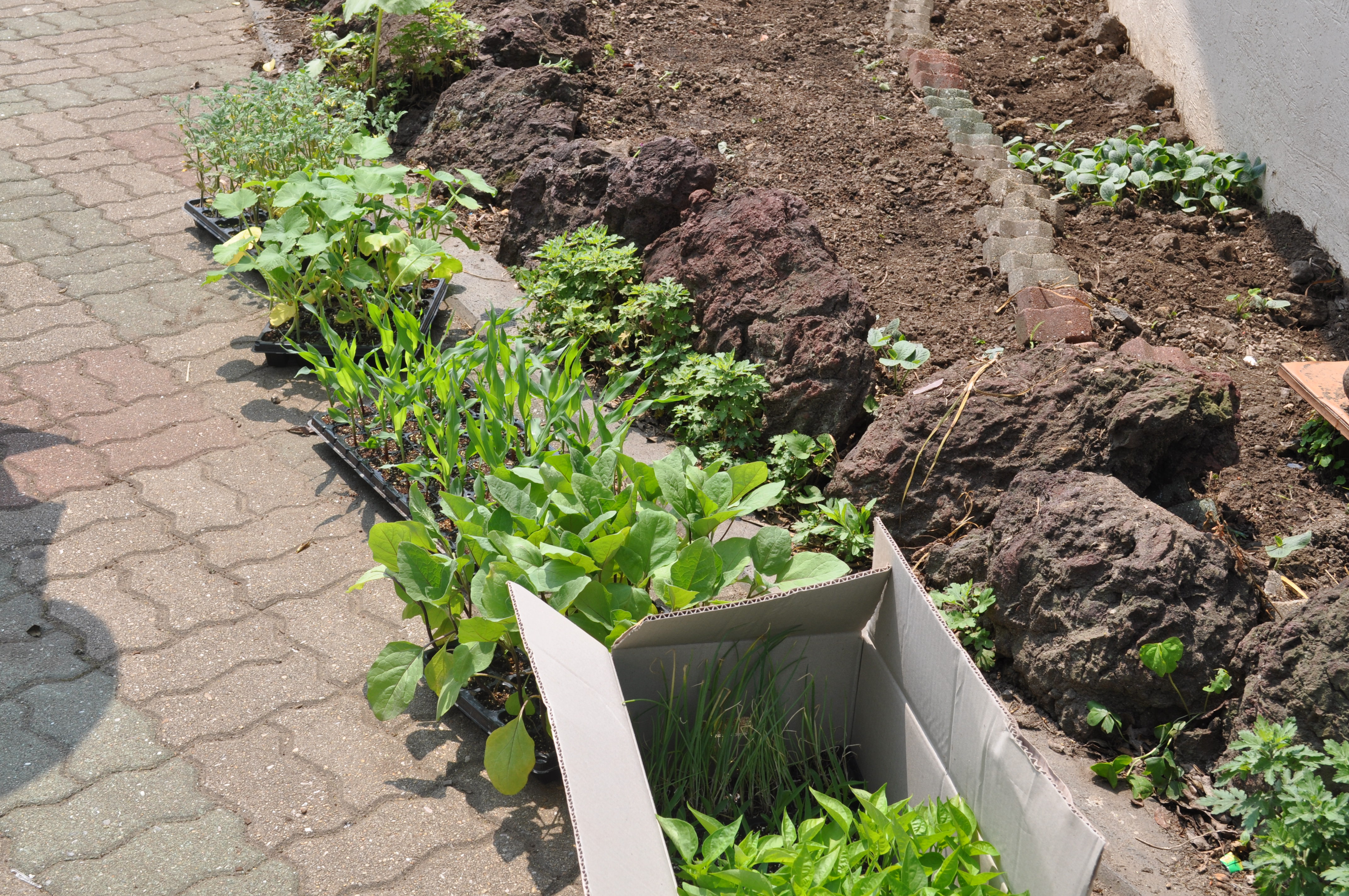 토평초등학교병설유치원(텃밭에 모종심기)