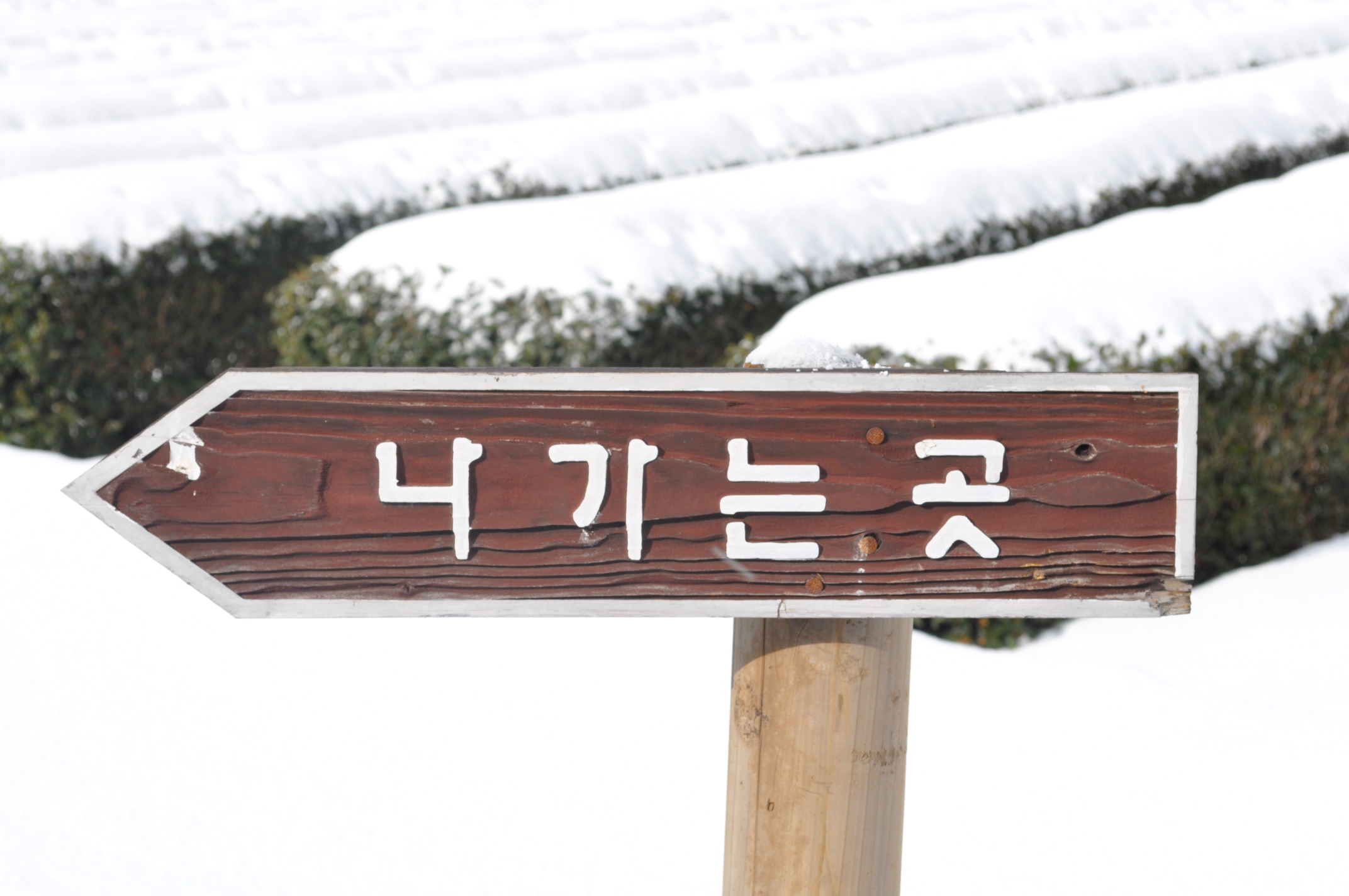 눈 오는 서귀포