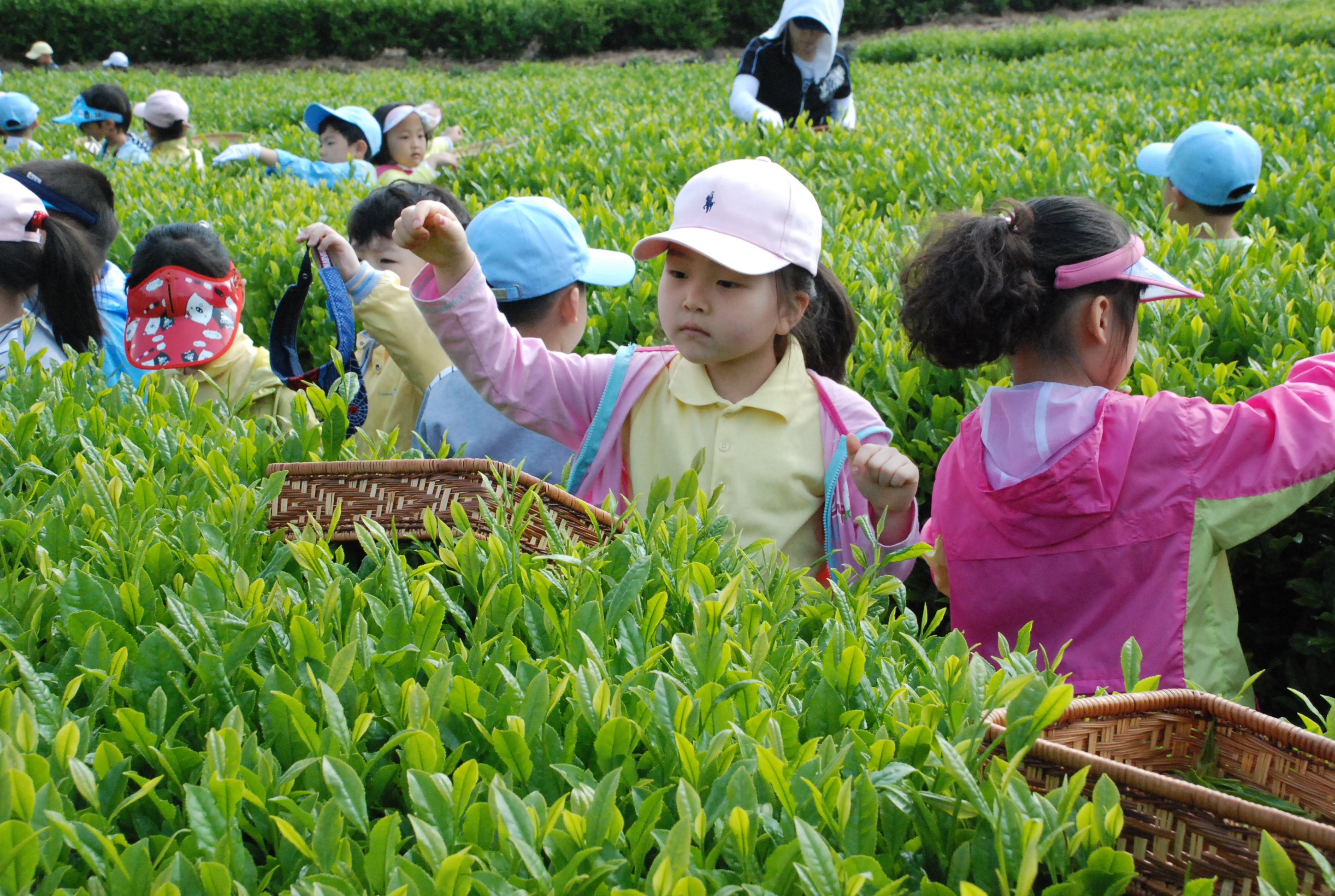 은현어린이집 녹차따기 체험현장