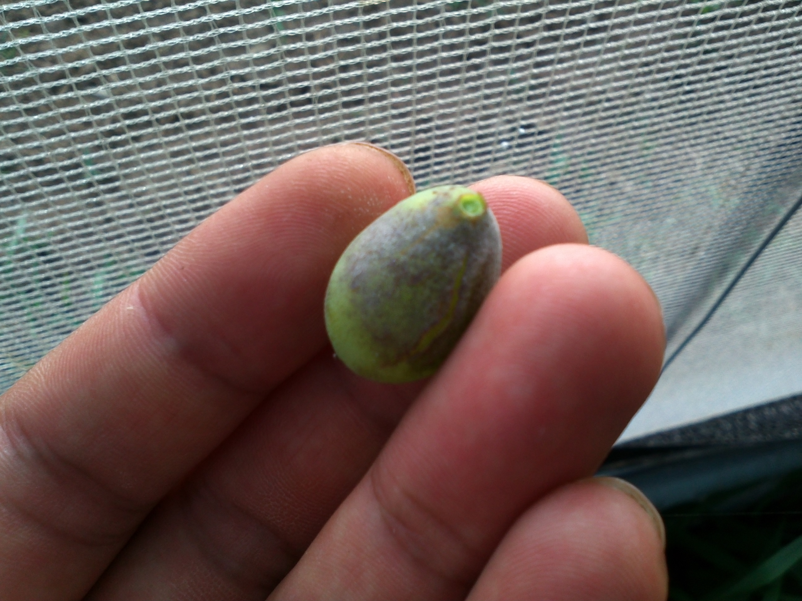 이 포도의 병이 무엇인지 알고싶습니다.