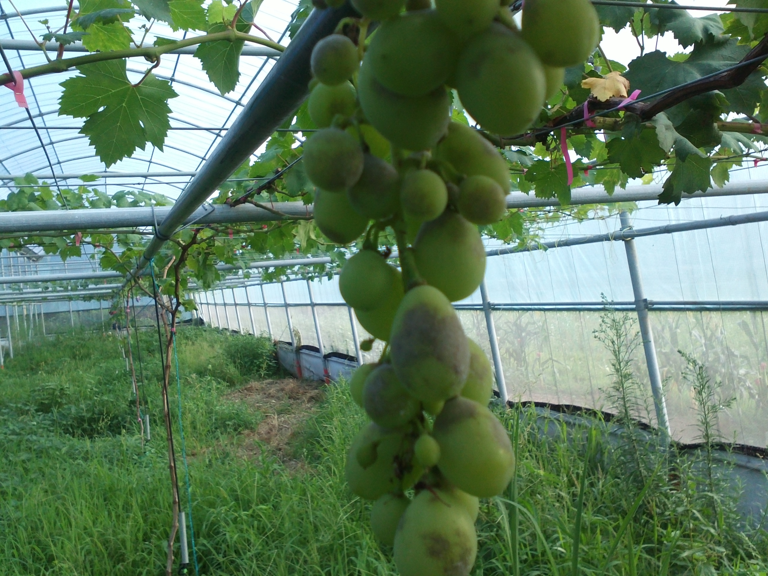 이 포도의 병이 무엇인지 알고싶습니다.