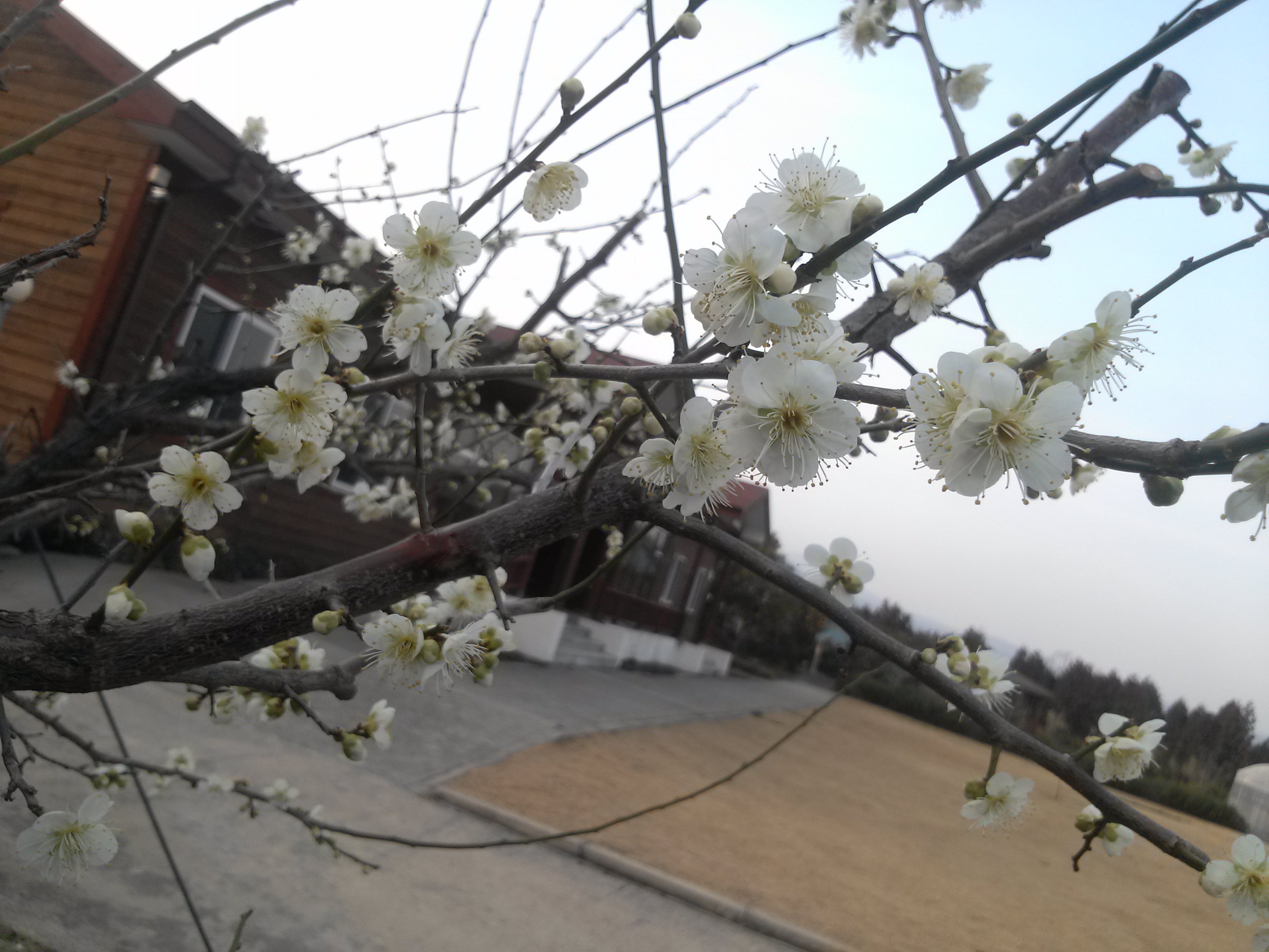 천연염색체험장의 봄