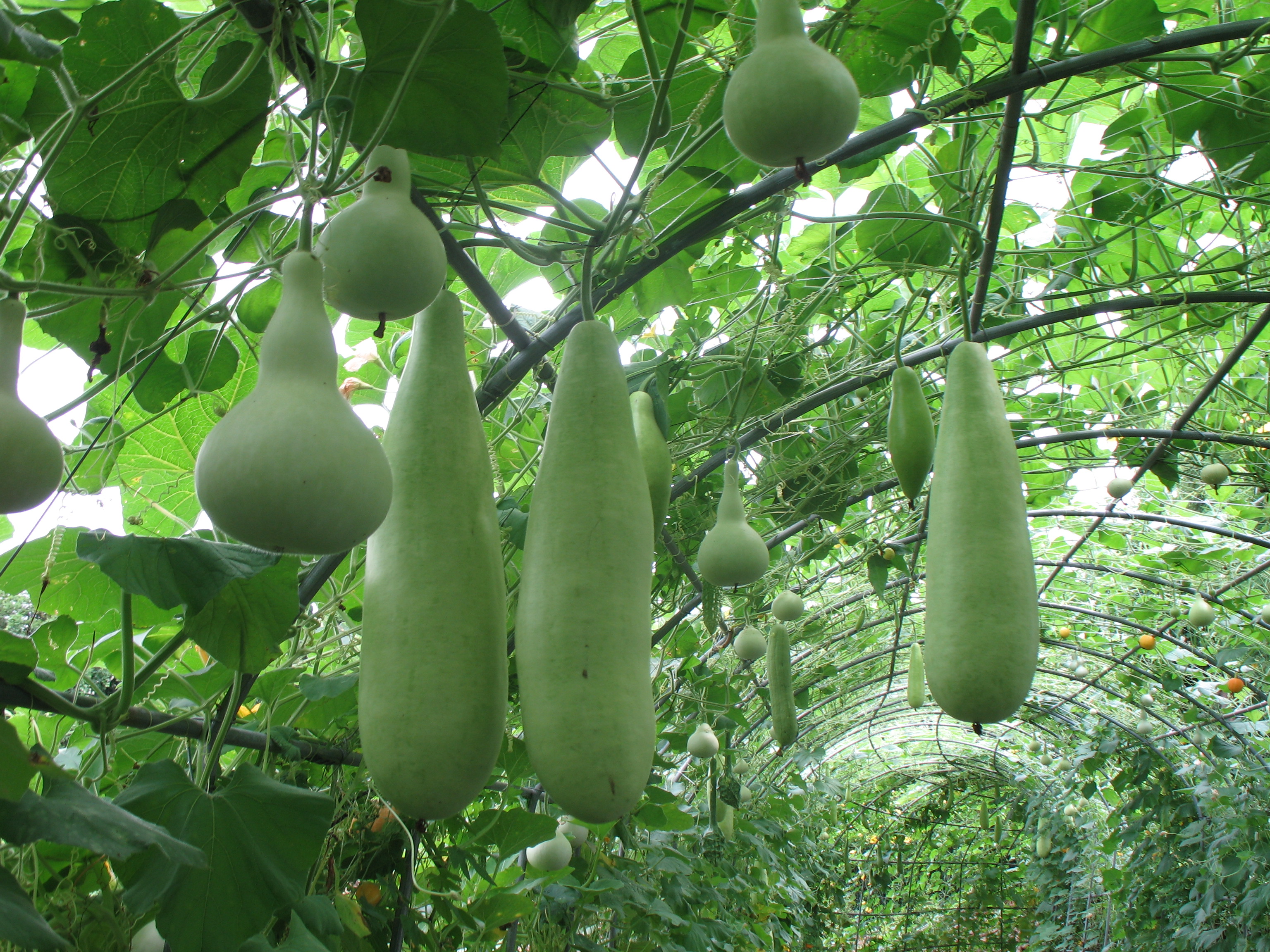 생태원의 박터널