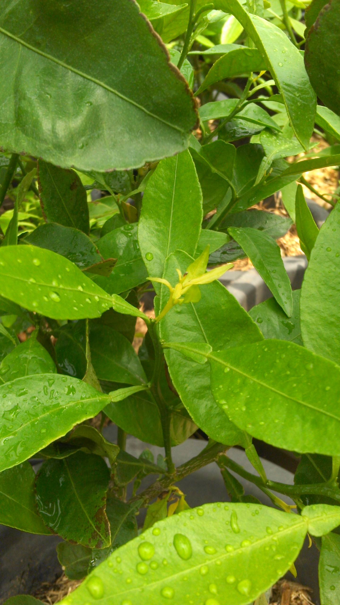 1년생 한라봉 묘목 키우는데 문의드립니다.