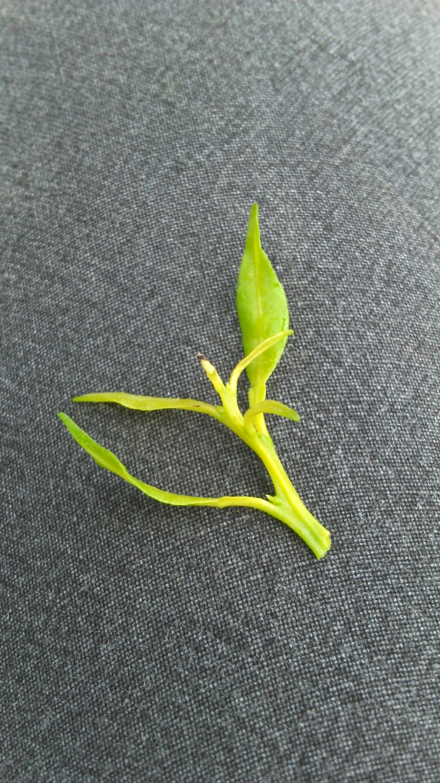 1년생 한라봉 묘목 키우는데 문의드립니다.