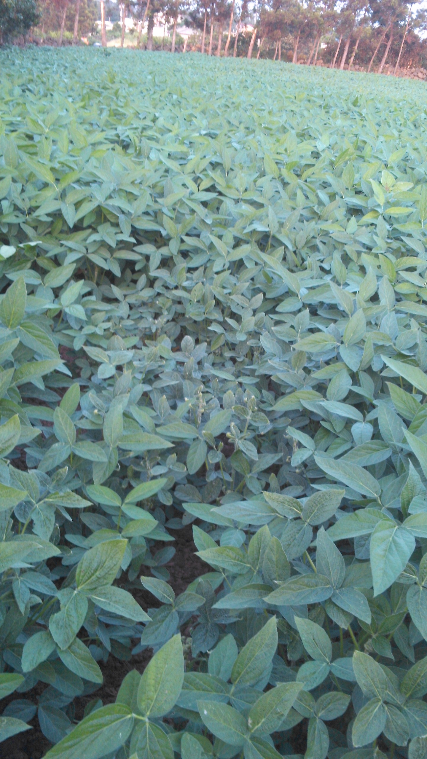 콩 재배에 대하여