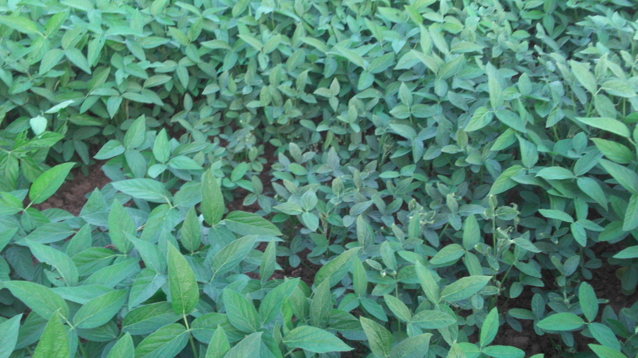 콩 재배에 대하여