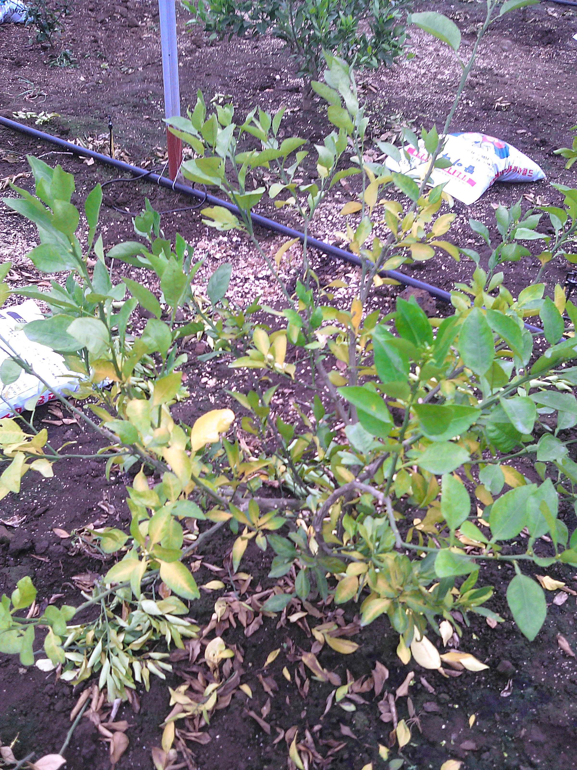 한라봉 재배관련 문의입니다