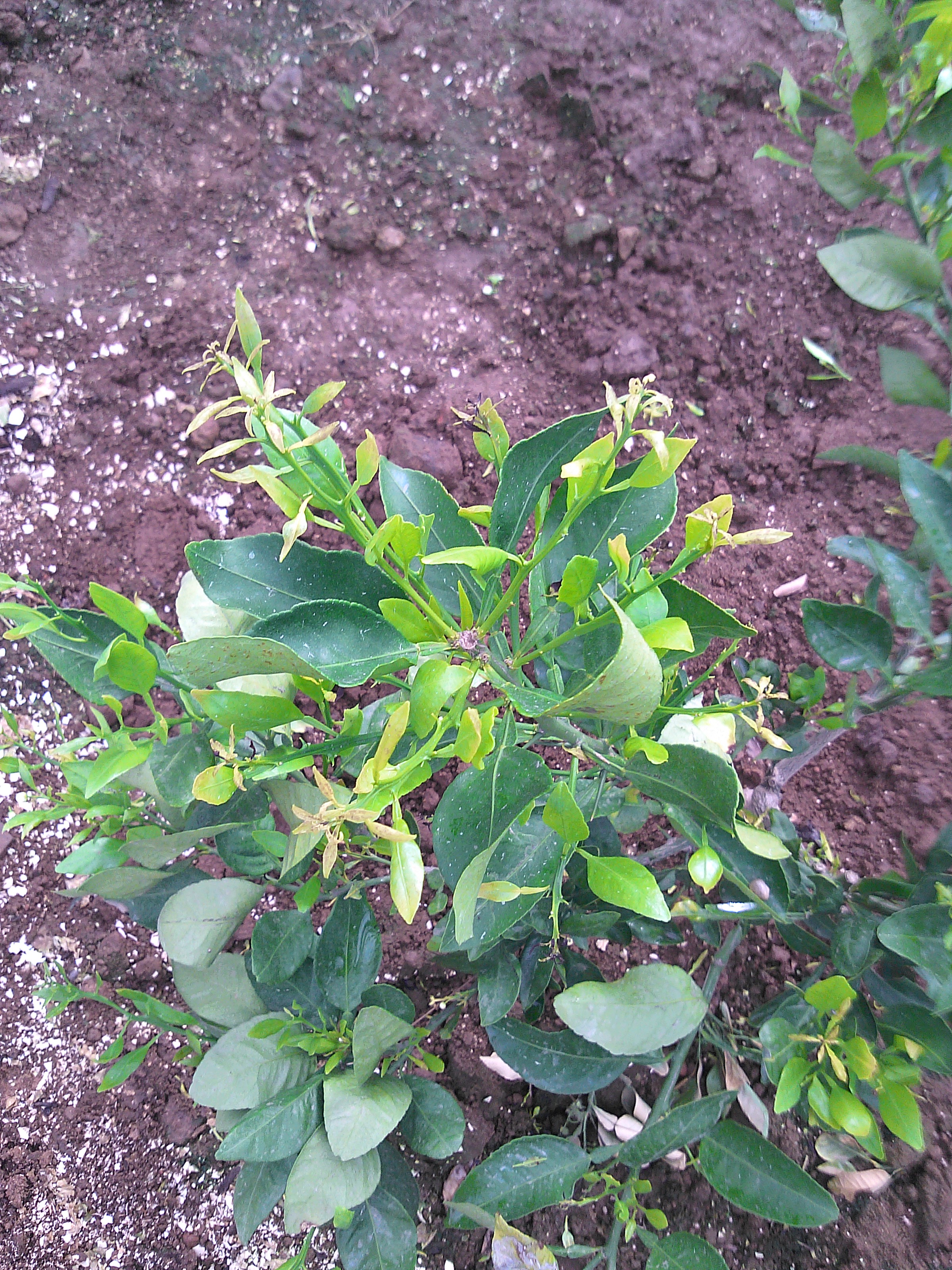 한라봉 재배관련 문의입니다