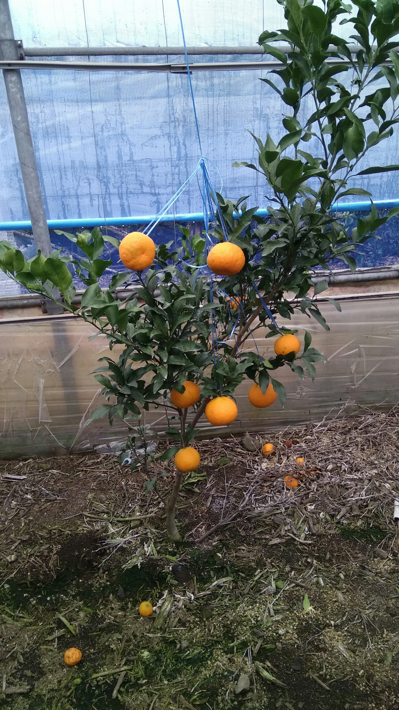 이 귤은 무슨 품종입니까?