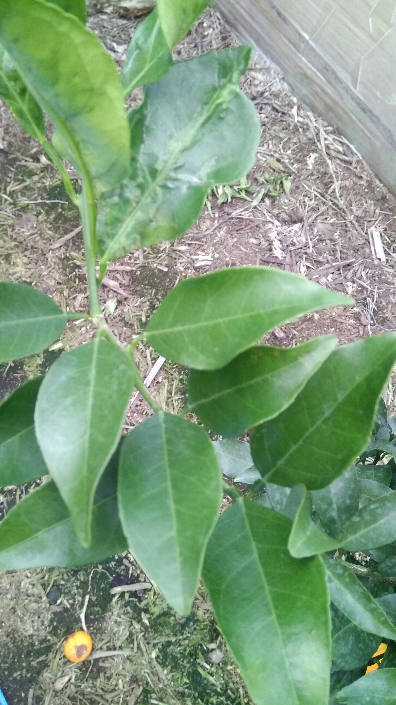 이 귤은 무슨 품종입니까?