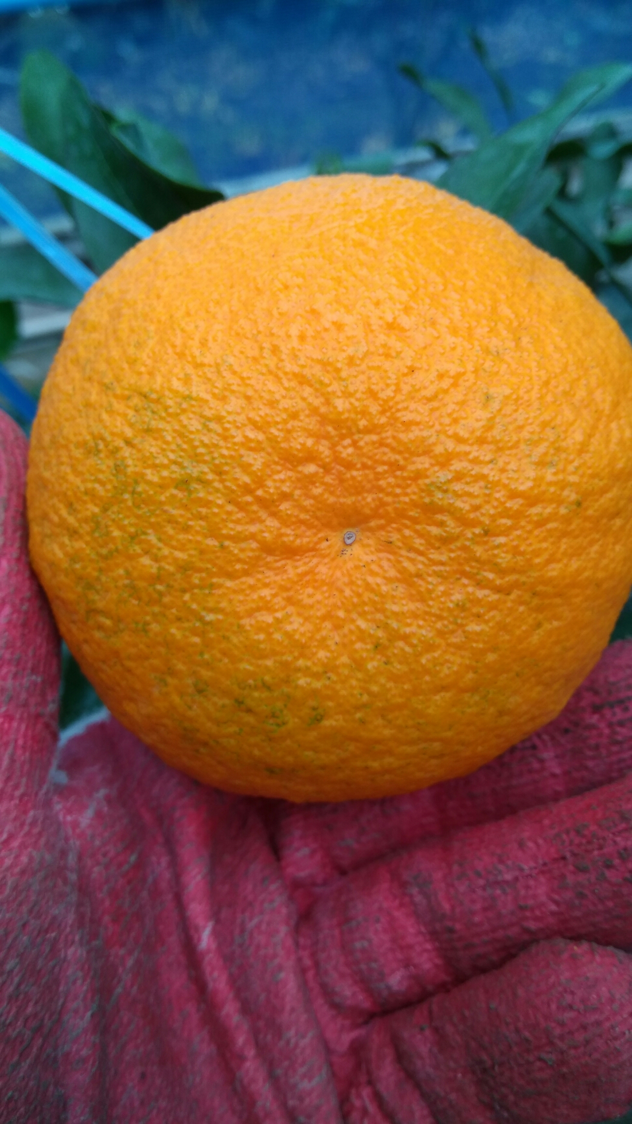 이 귤은 무슨 품종입니까?