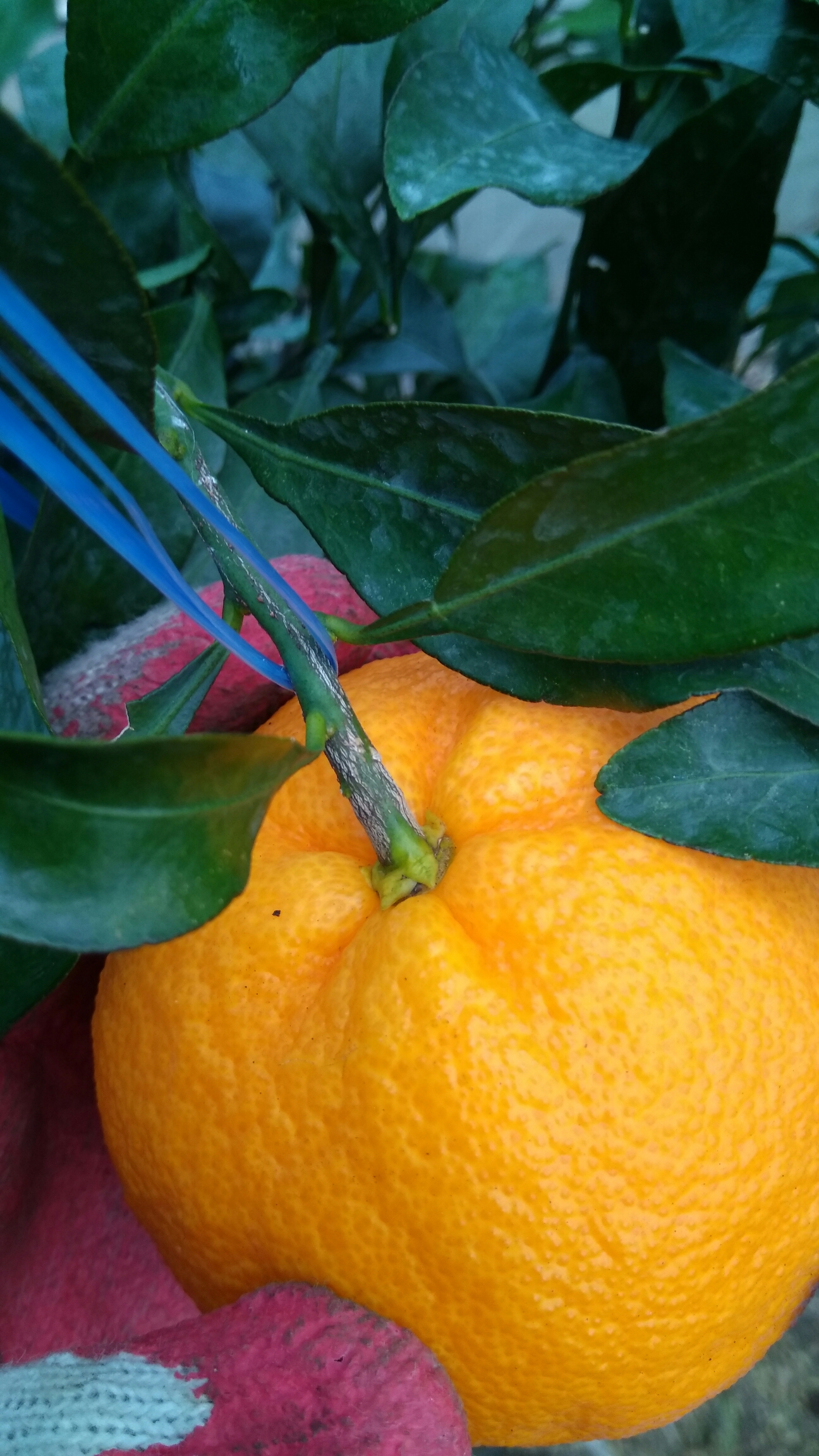 이 귤은 무슨 품종입니까?